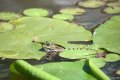 grenouille jardin des plantes Nantes